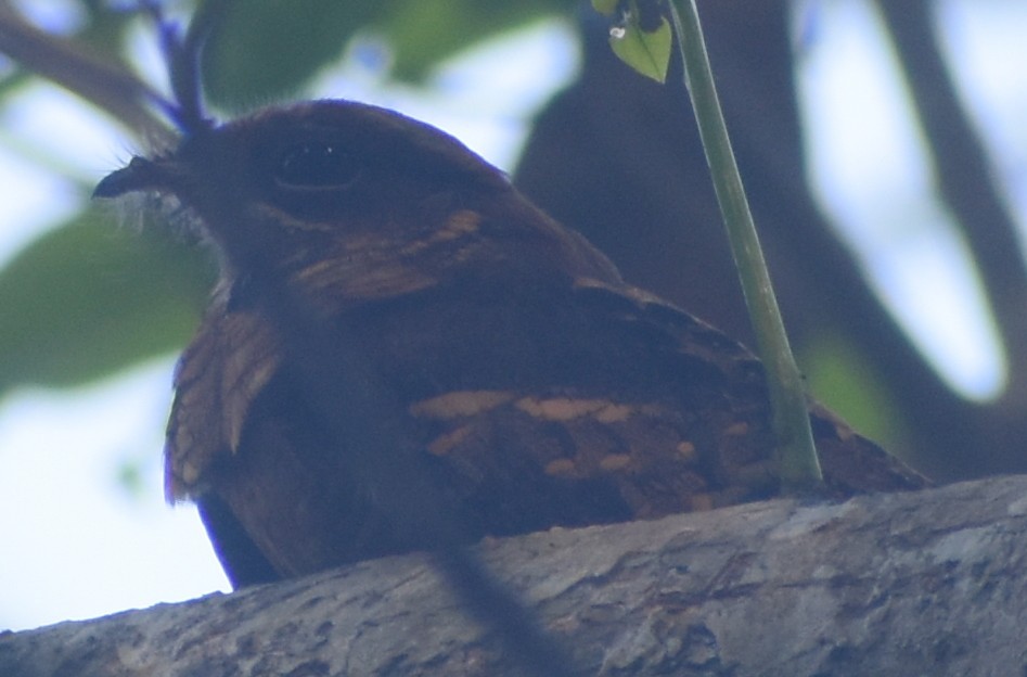 Jerdon's Nightjar - Paul Pop