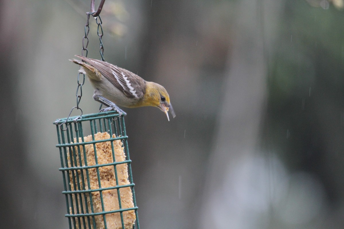 Bullock's Oriole - ML614885154