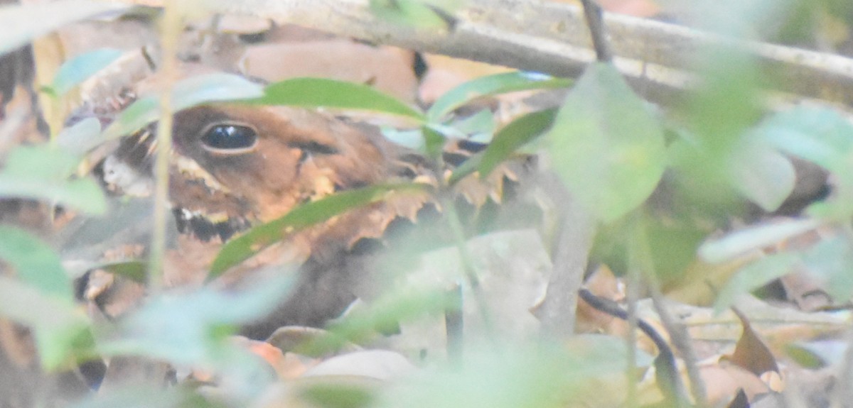 Jerdon's Nightjar - ML614885158