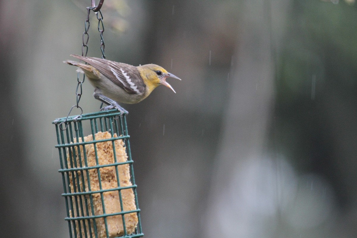 Oriole de Bullock - ML614885159