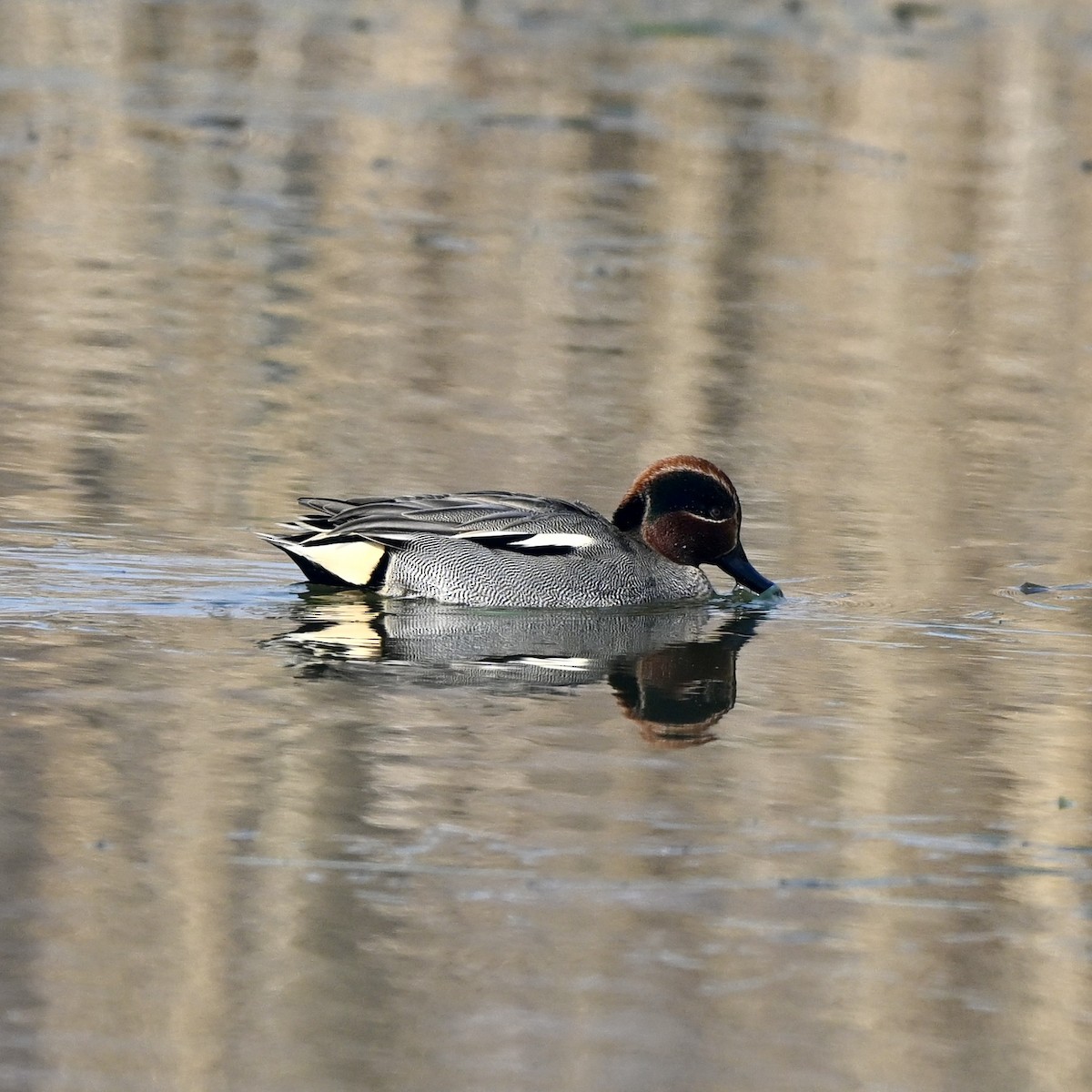 Green-winged Teal (Eurasian) - ML614885191