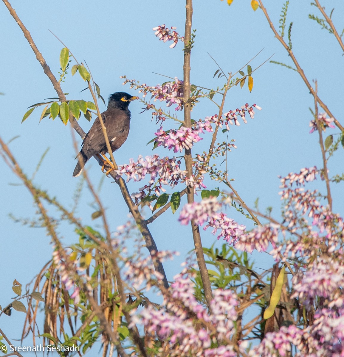 Common Myna - Sreenath Seshadri