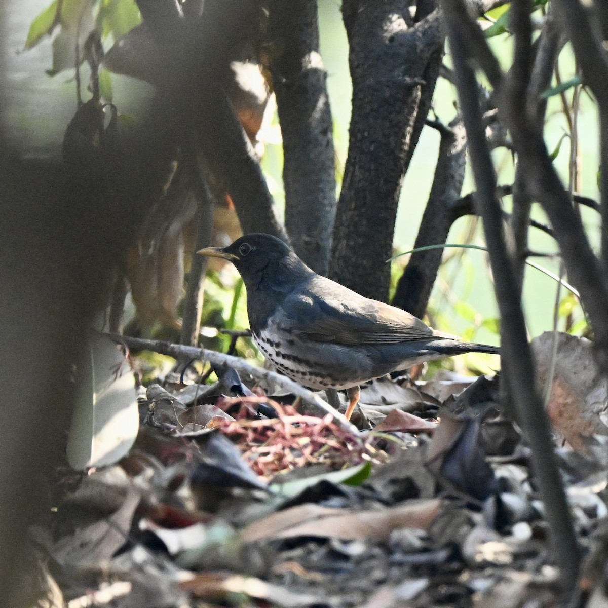 Japanese Thrush - ML614885241