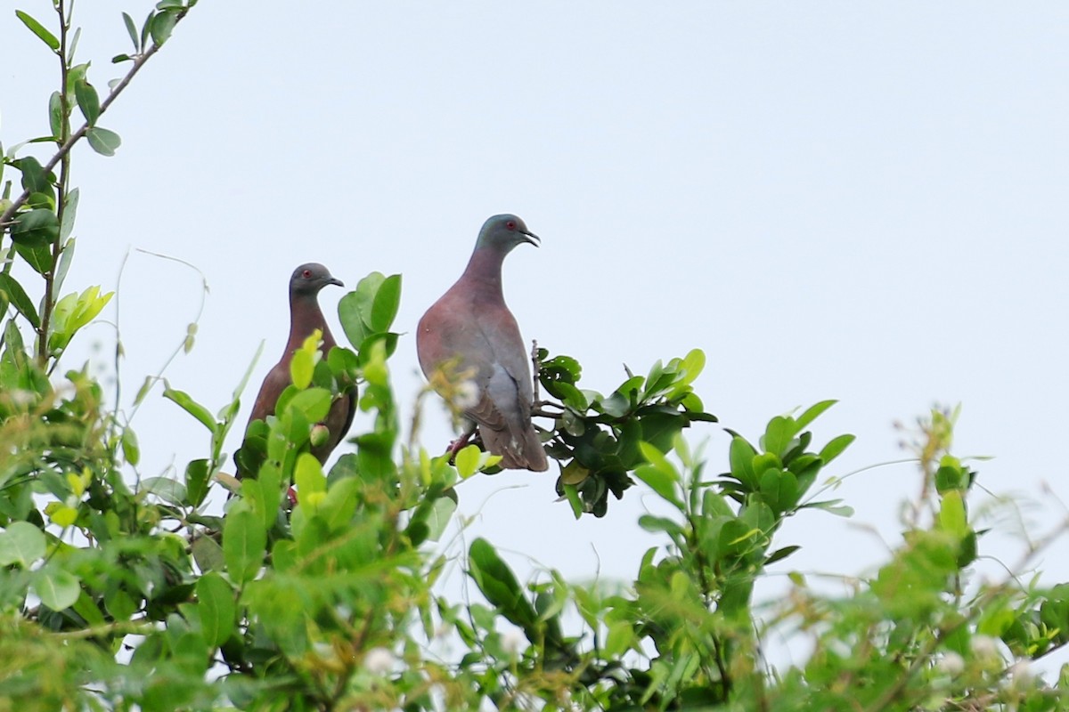 Pale-vented Pigeon - ML614885278