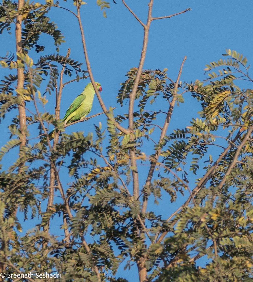 Rose-ringed Parakeet - ML614885326