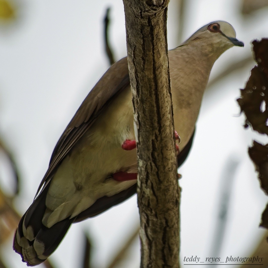 Caribbean Dove - ML614885335