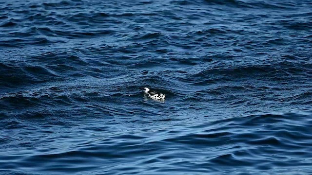 Black Guillemot - ML614885391