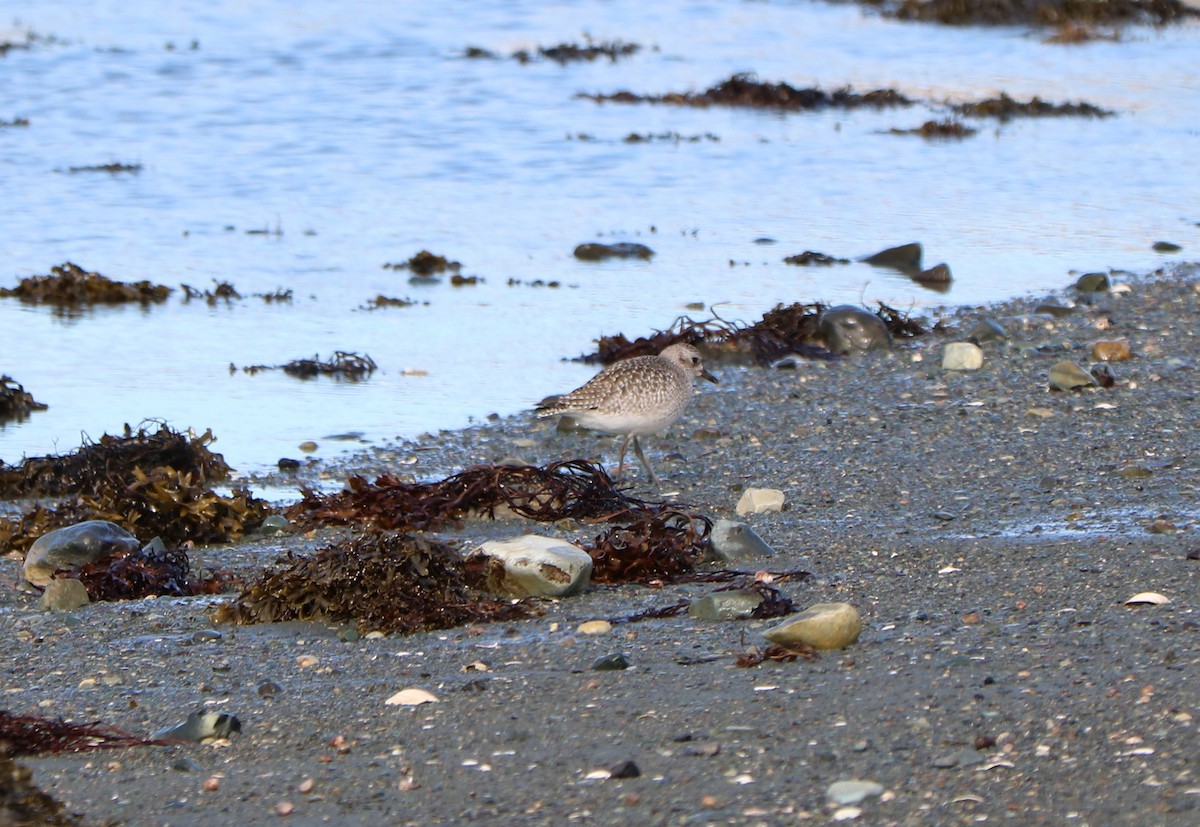 Black-bellied Plover - Fred & Colleen Wood