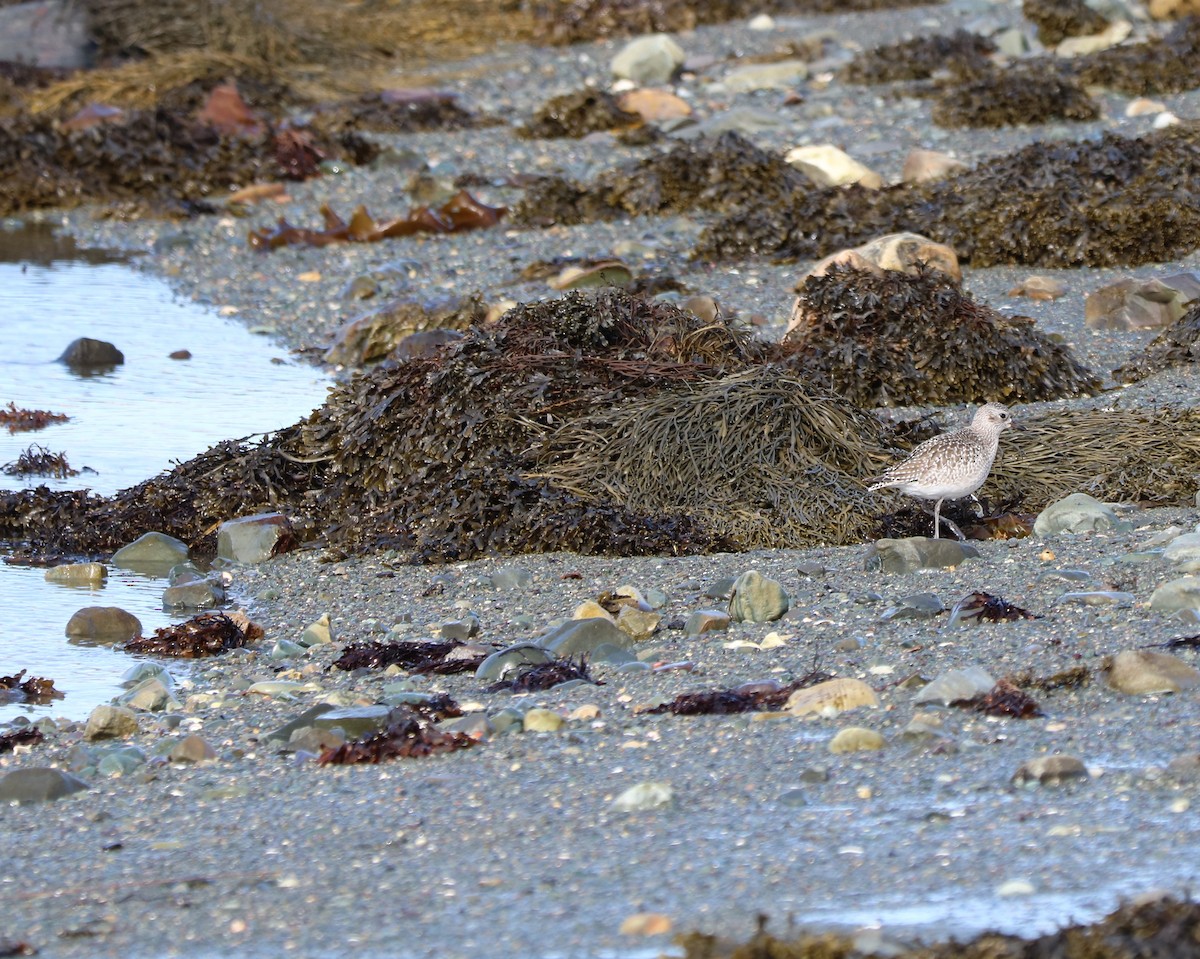 Black-bellied Plover - ML614885402