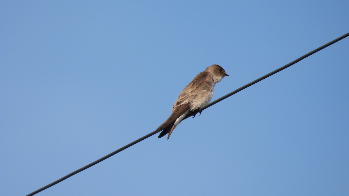 Northern Rough-winged Swallow - Karen Evans