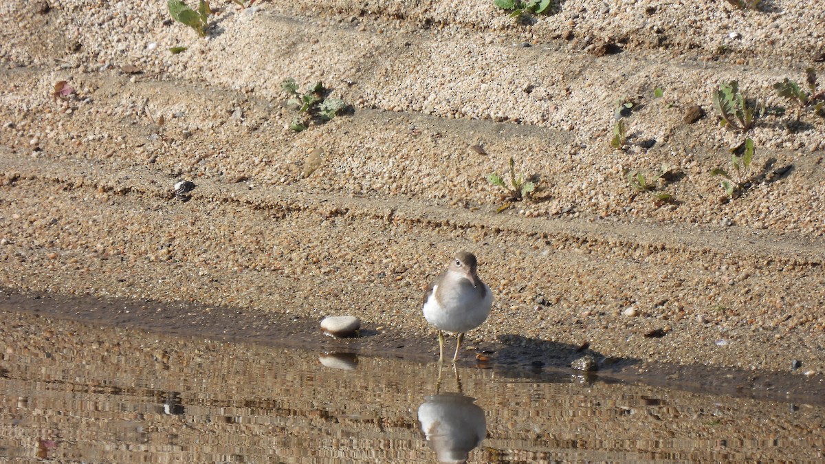 Spotted Sandpiper - ML614885419