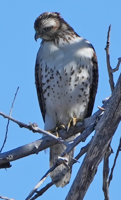 Red-tailed Hawk - ML614885440
