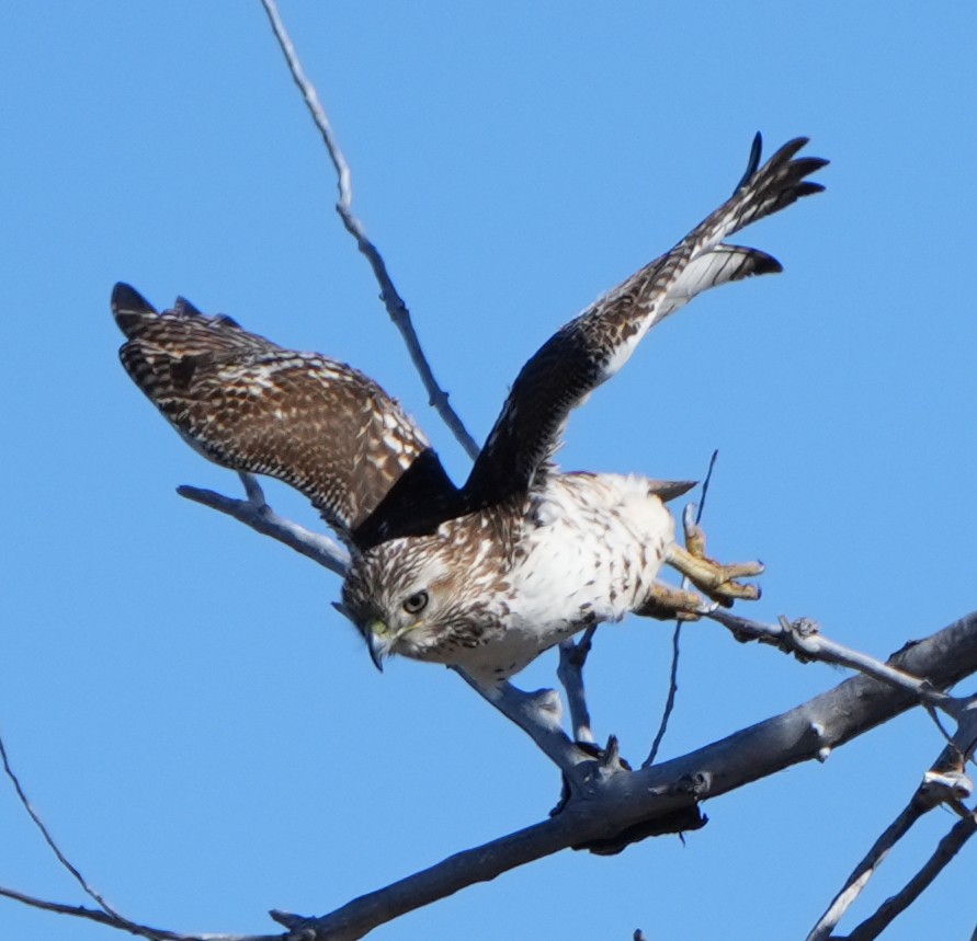 Red-tailed Hawk - ML614885444