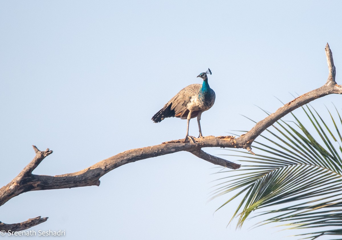 Indian Peafowl - Sreenath Seshadri