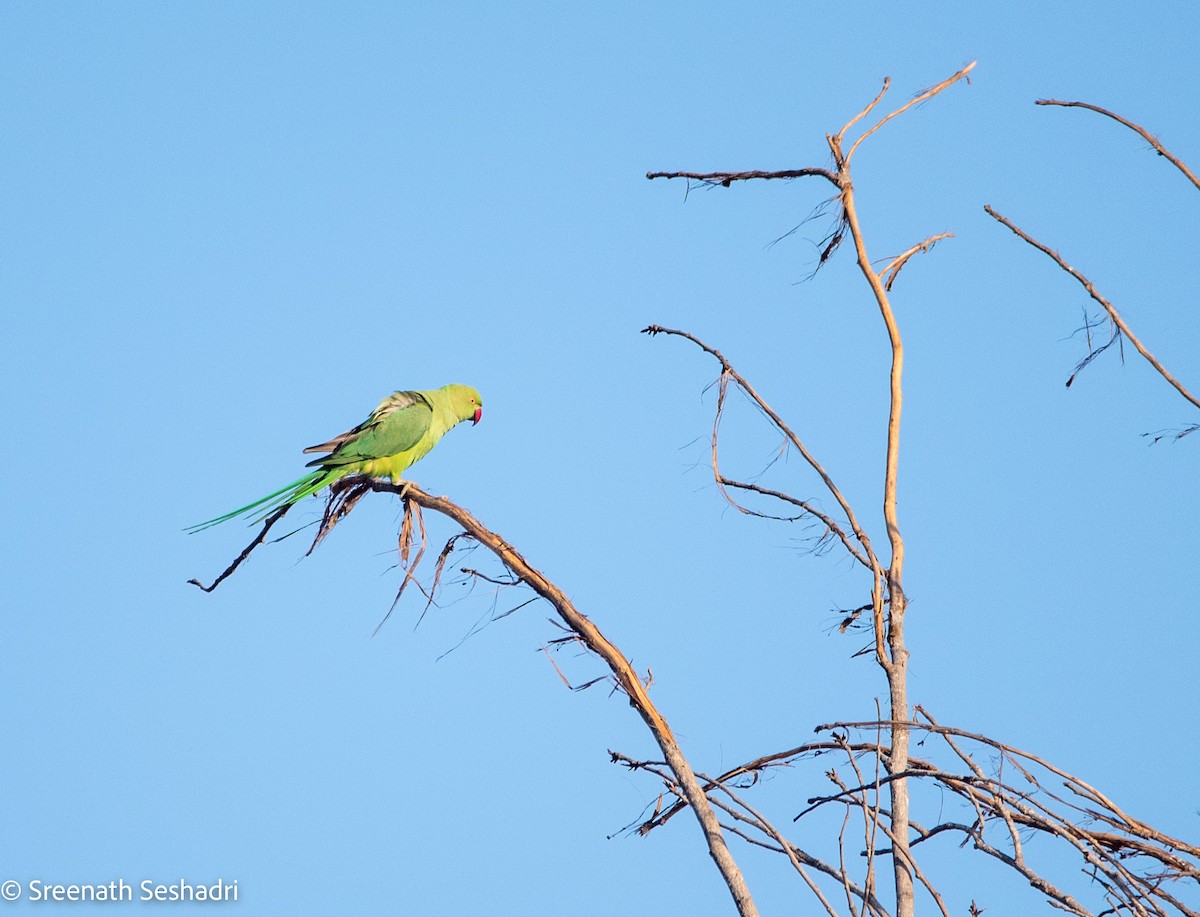 Rose-ringed Parakeet - ML614885537