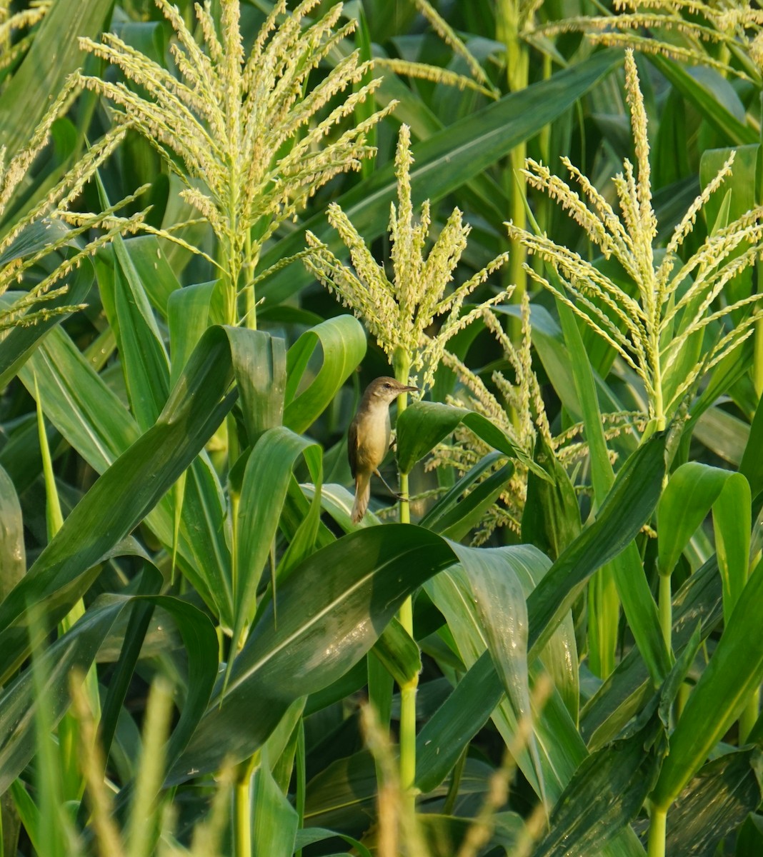 Clamorous Reed Warbler - ML614885546