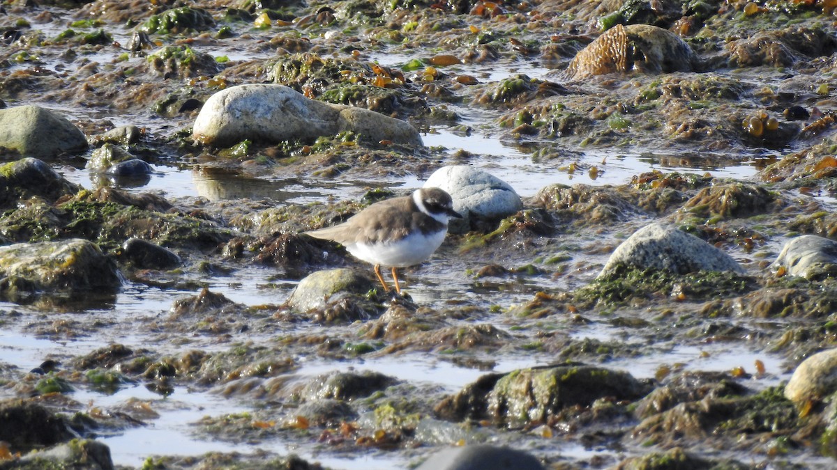 Semipalmated Plover - ML614885552