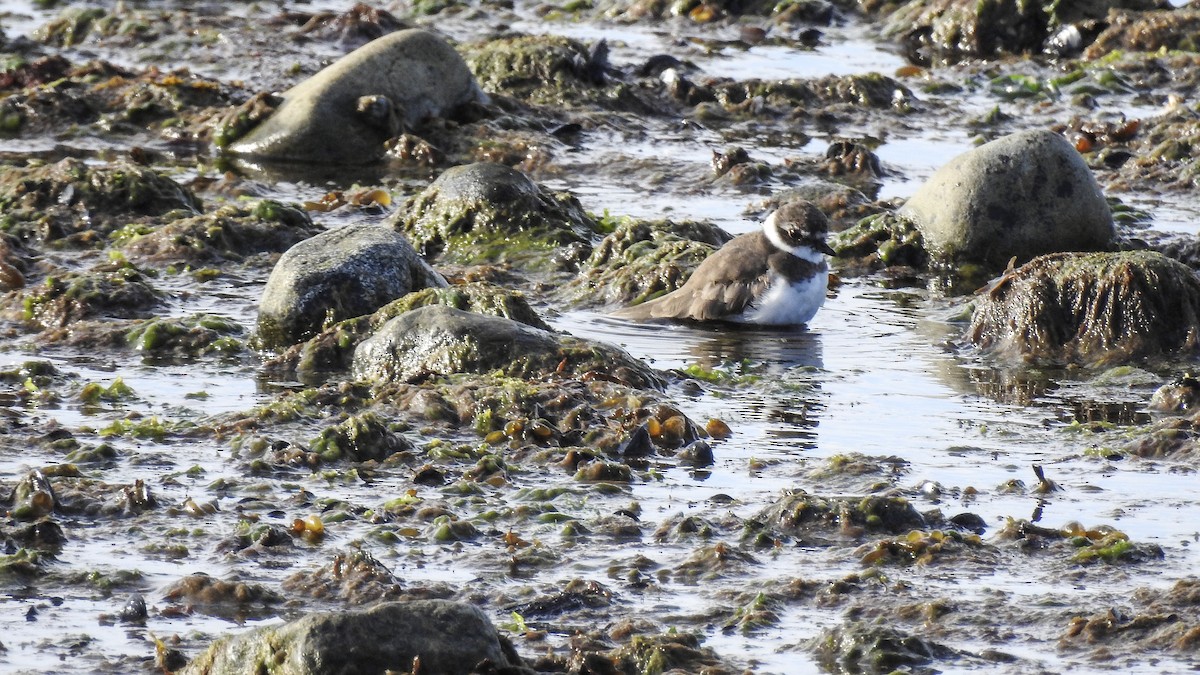 Semipalmated Plover - ML614885553