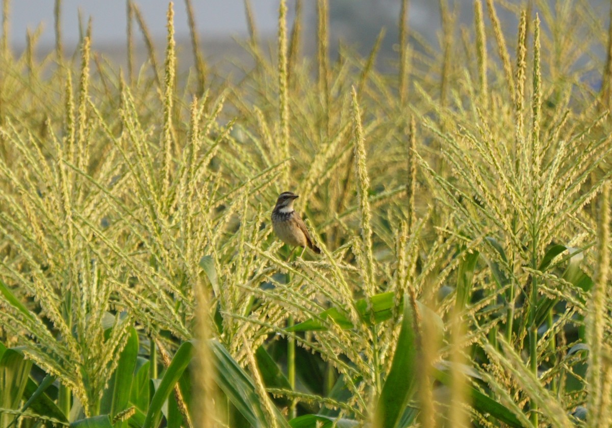 Bluethroat - ML614885558