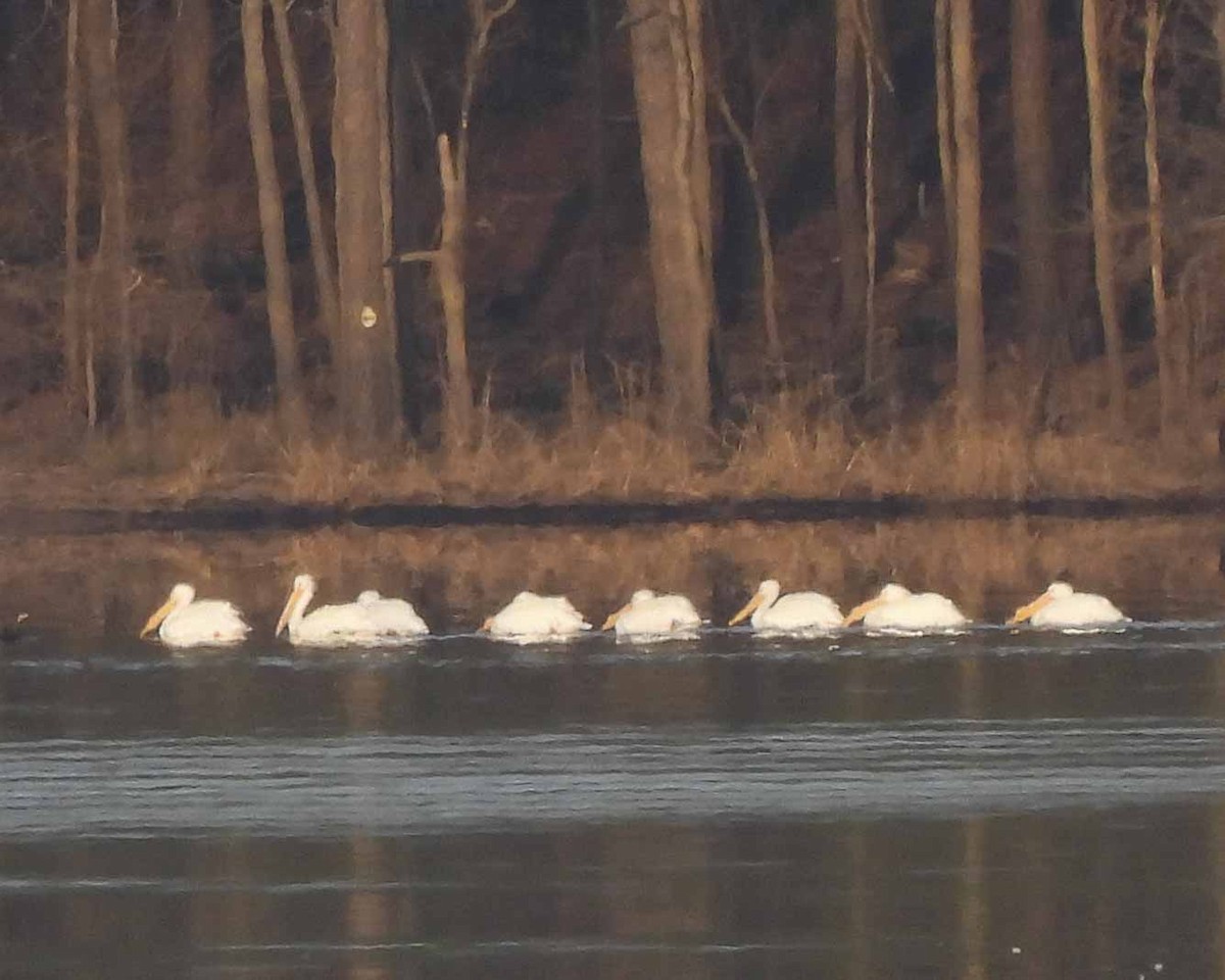American White Pelican - ML614885594