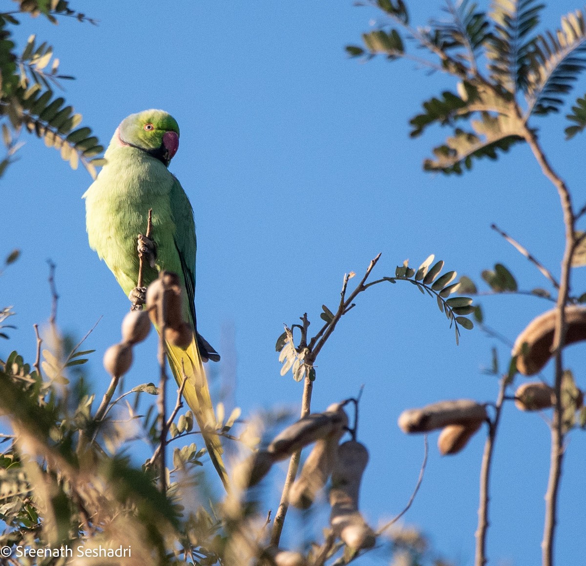 Rose-ringed Parakeet - ML614885626