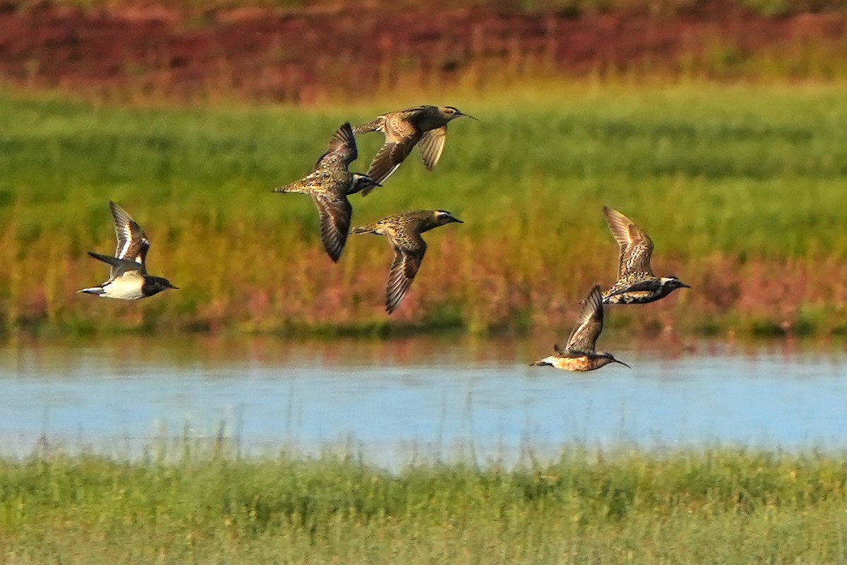 Little Curlew - Daniel López-Velasco | Ornis Birding Expeditions