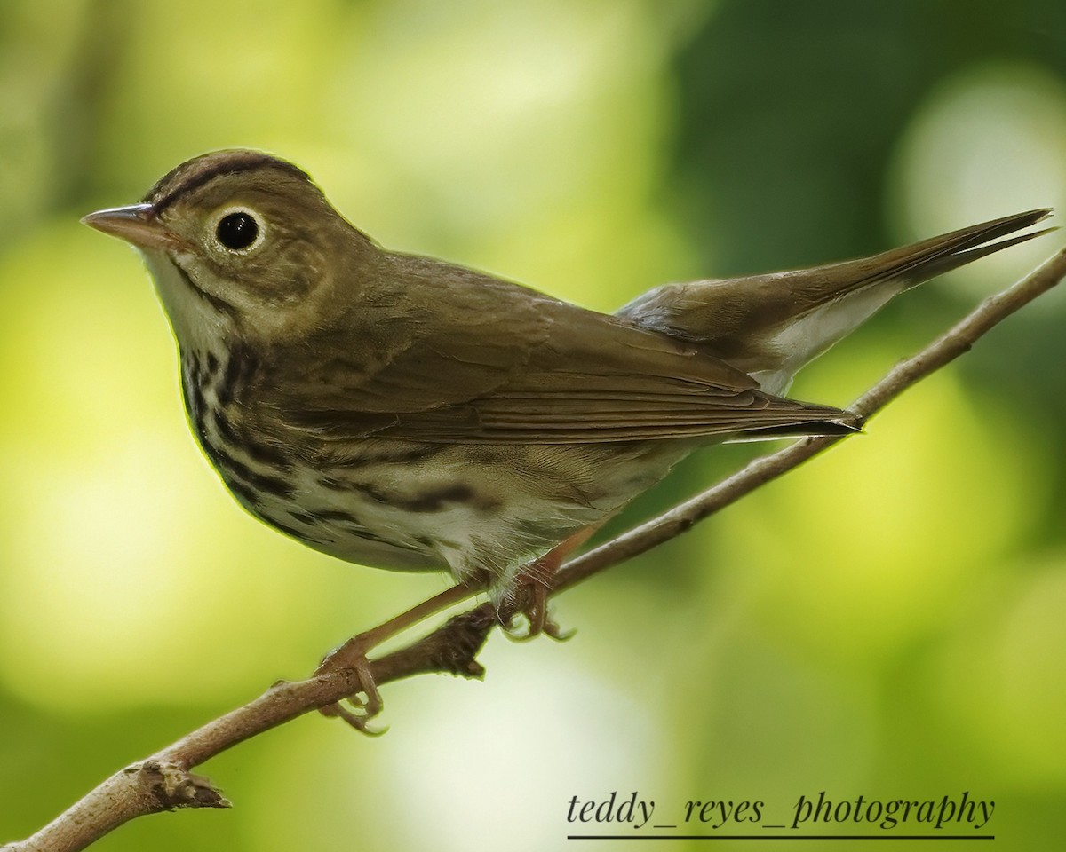 Ovenbird - Teddy Reyes Rodríguez