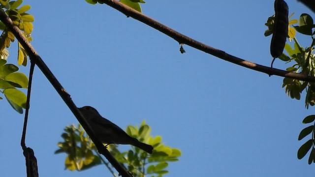 Asian Brown Flycatcher - ML614885655