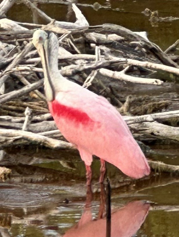 Roseate Spoonbill - ML614885659