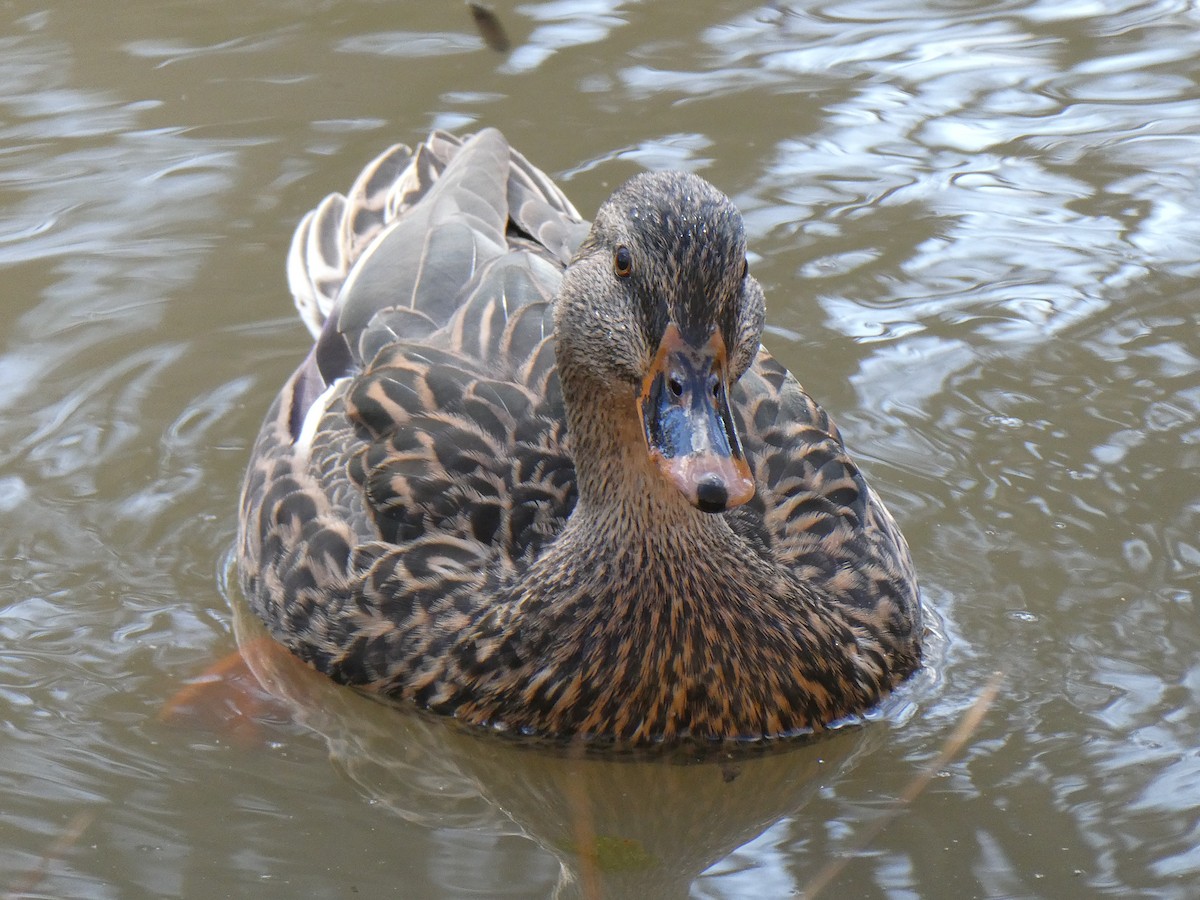 Canard colvert - ML614885661