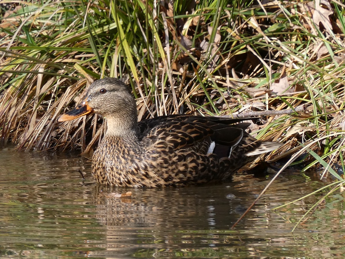 Canard colvert - ML614885670