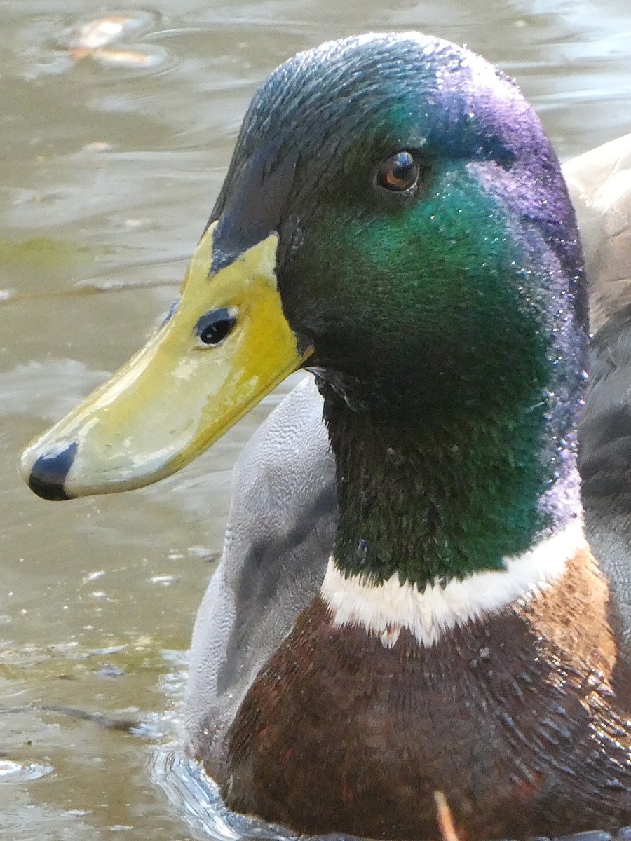 Mallard - ML614885675