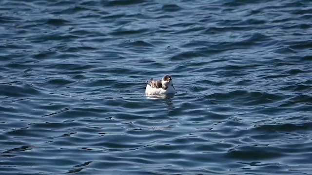 Razorbill - ML614885678