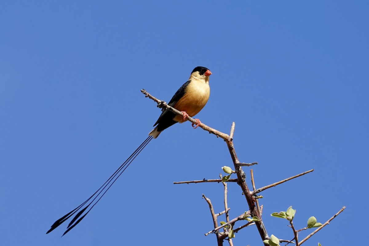 Shaft-tailed Whydah - Daniel Winzeler