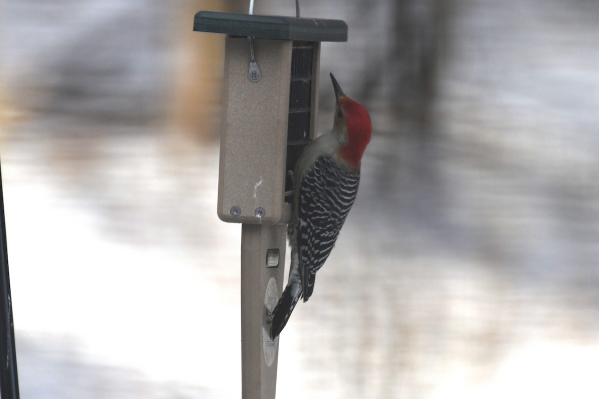 Red-bellied Woodpecker - ML614885685