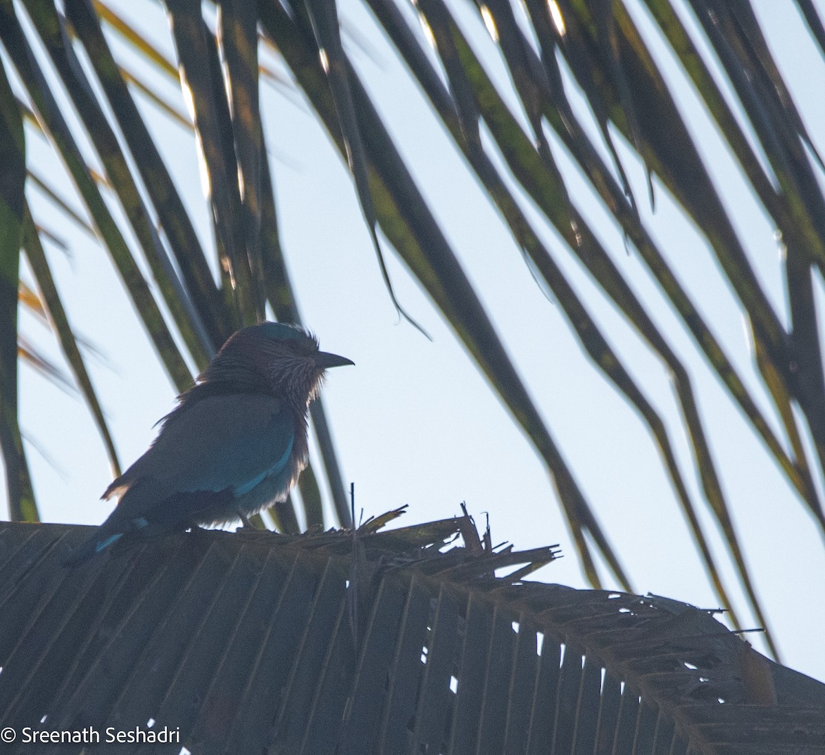 Indian Roller - ML614885686