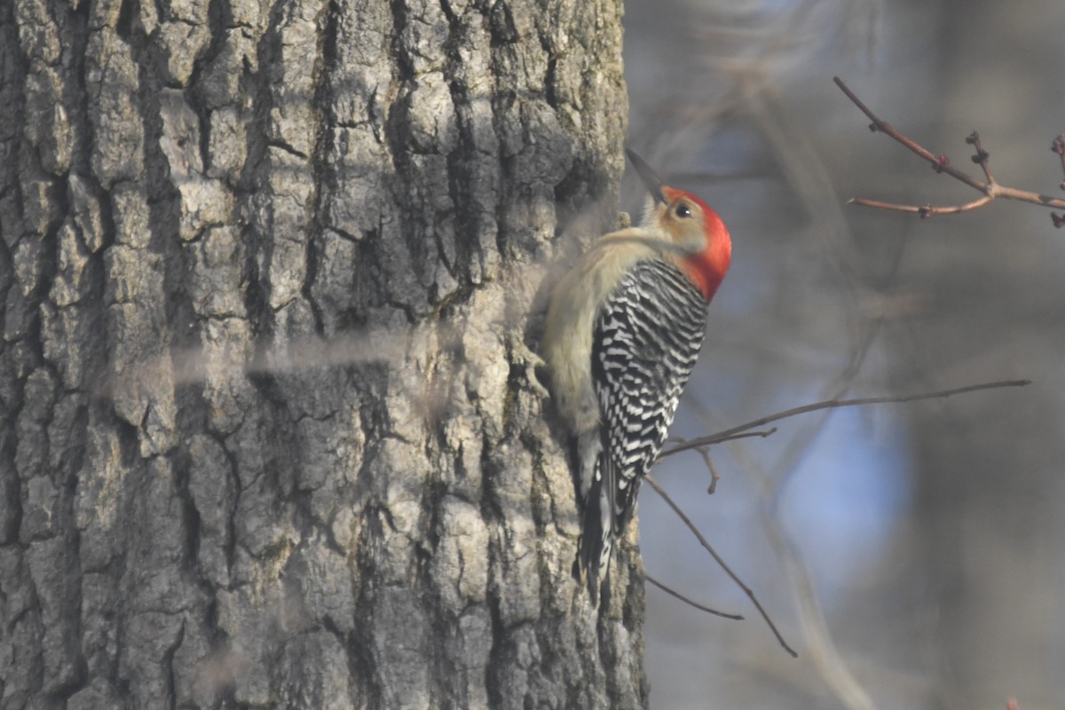 Red-bellied Woodpecker - ML614885691