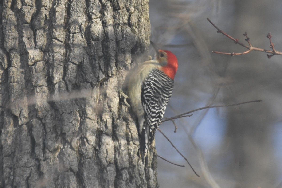 Red-bellied Woodpecker - ML614885696