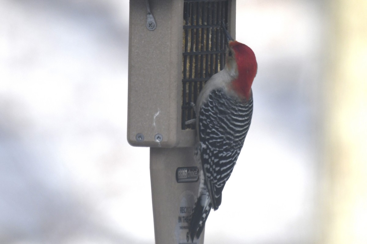 Red-bellied Woodpecker - ML614885700