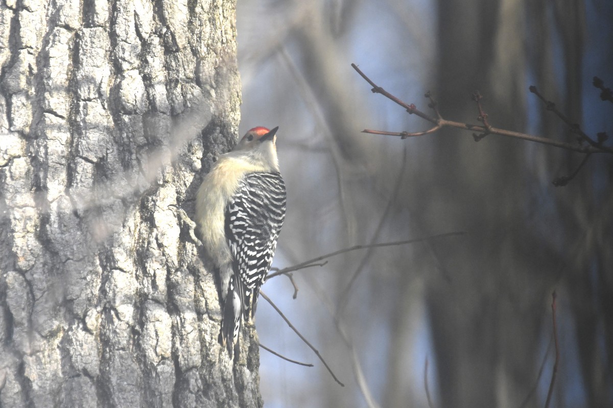 Red-bellied Woodpecker - ML614885710