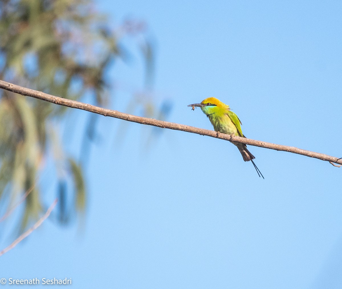 Asian Green Bee-eater - ML614885746