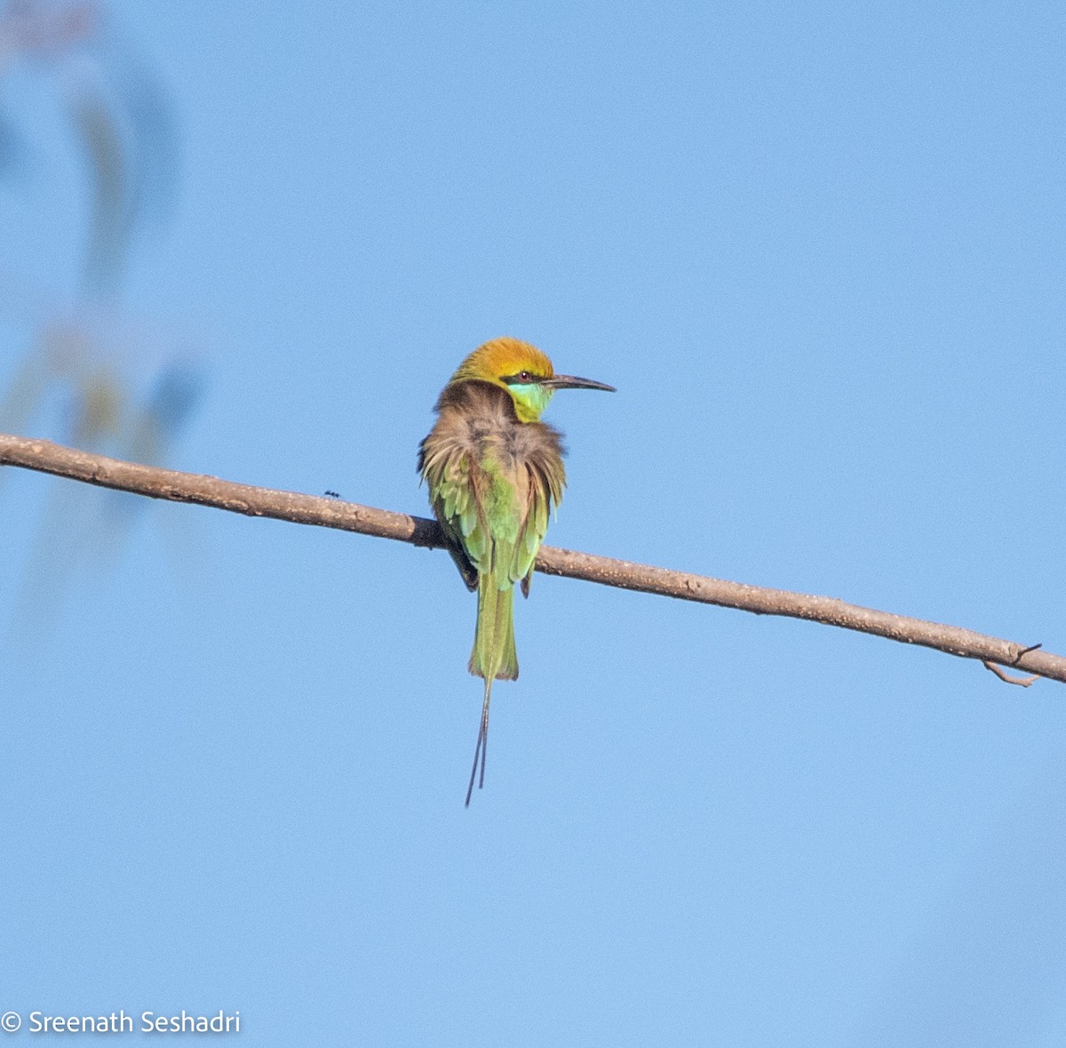 Asian Green Bee-eater - Sreenath Seshadri