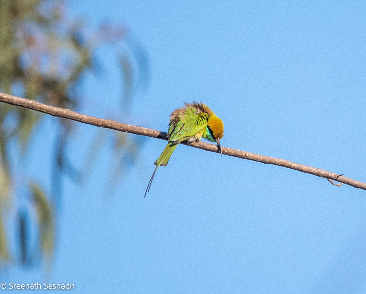 Asian Green Bee-eater - ML614885777