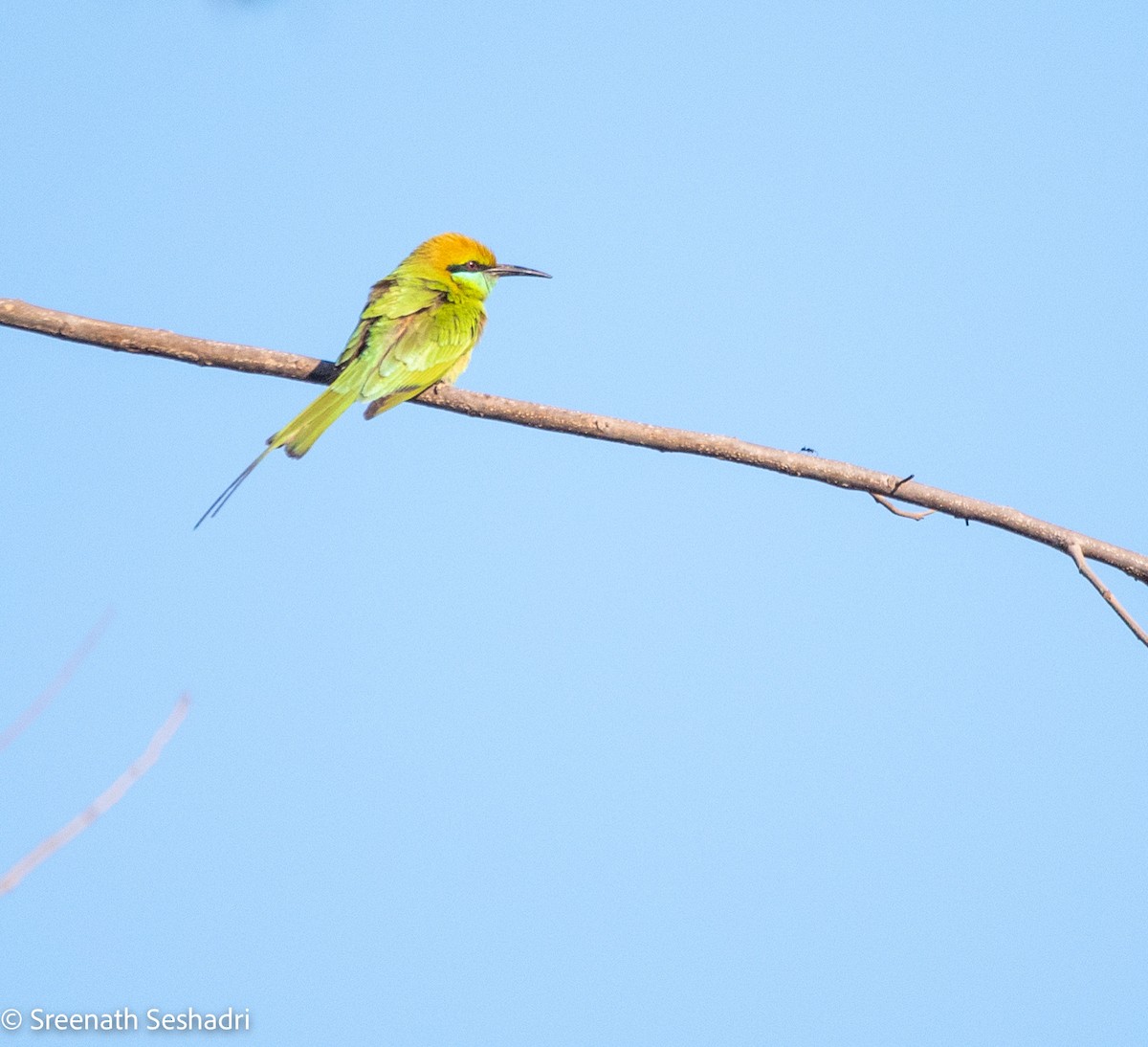 Asian Green Bee-eater - ML614885803