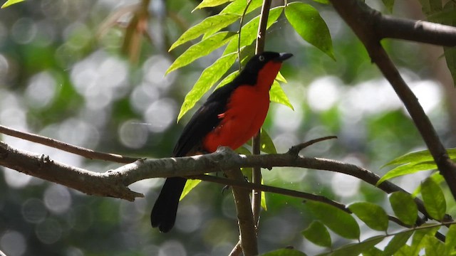 Bubú Cabecinegro - ML614885819