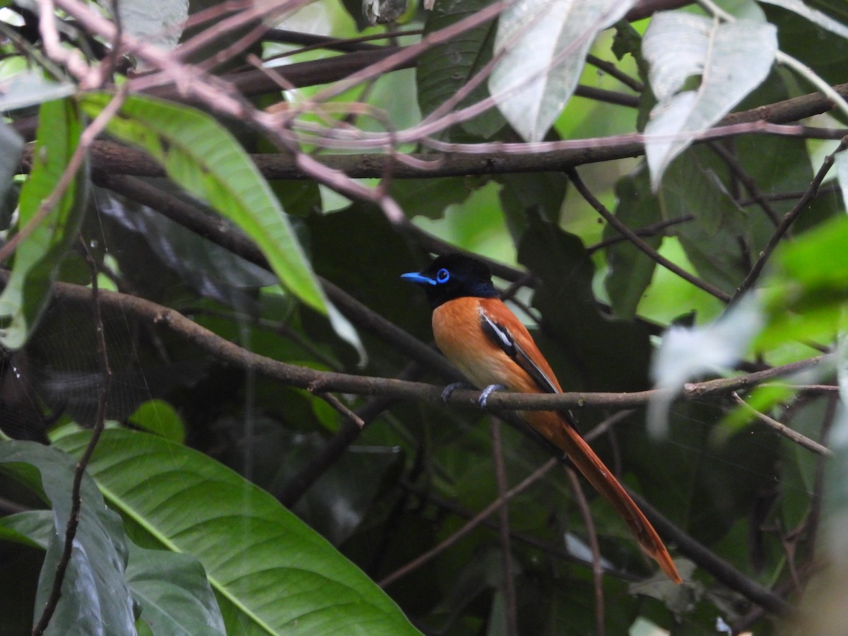 Black-headed Paradise-Flycatcher - ML614885827