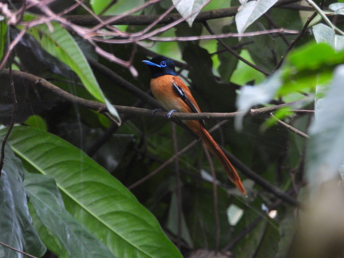 Black-headed Paradise-Flycatcher - ML614885828