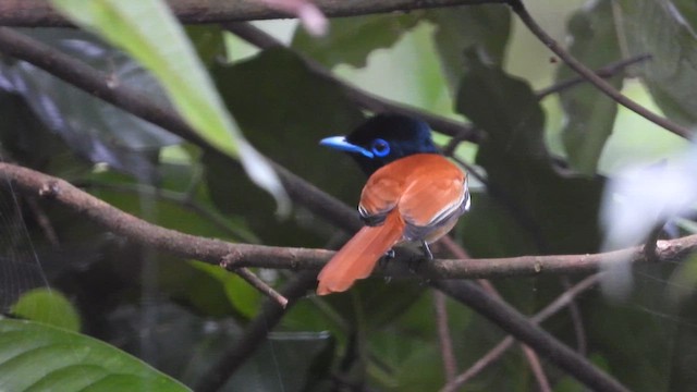 Black-headed Paradise-Flycatcher - ML614885849