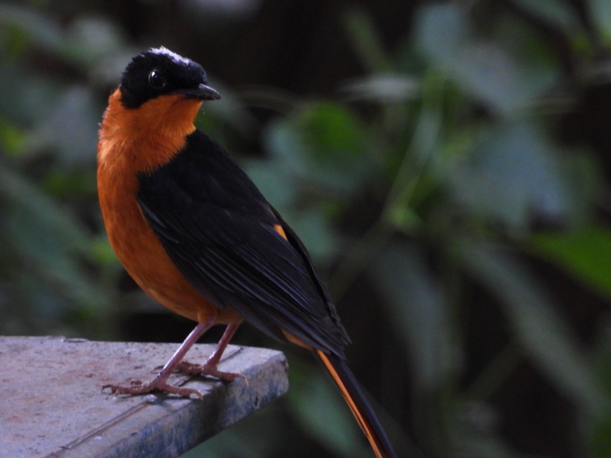 Snowy-crowned Robin-Chat - ML614885883