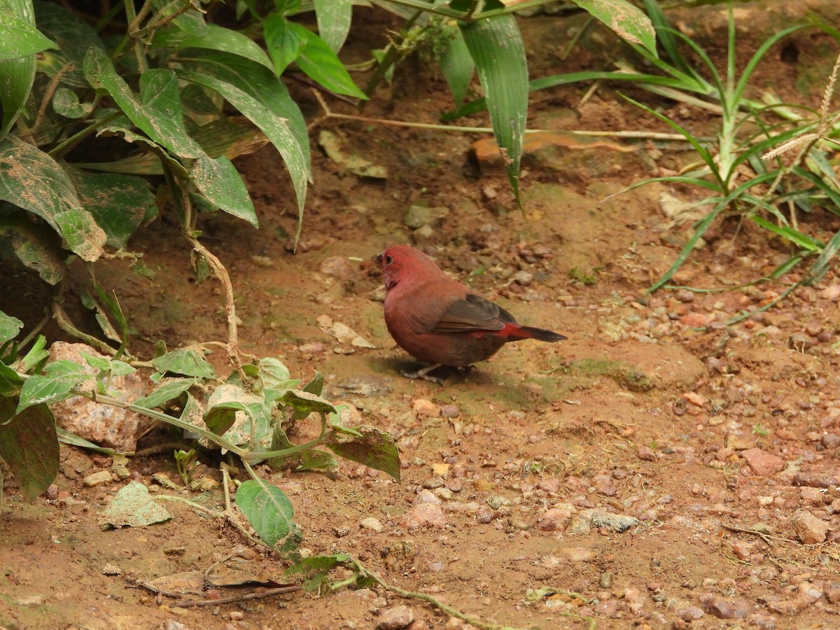 Red-billed Firefinch - ML614885927